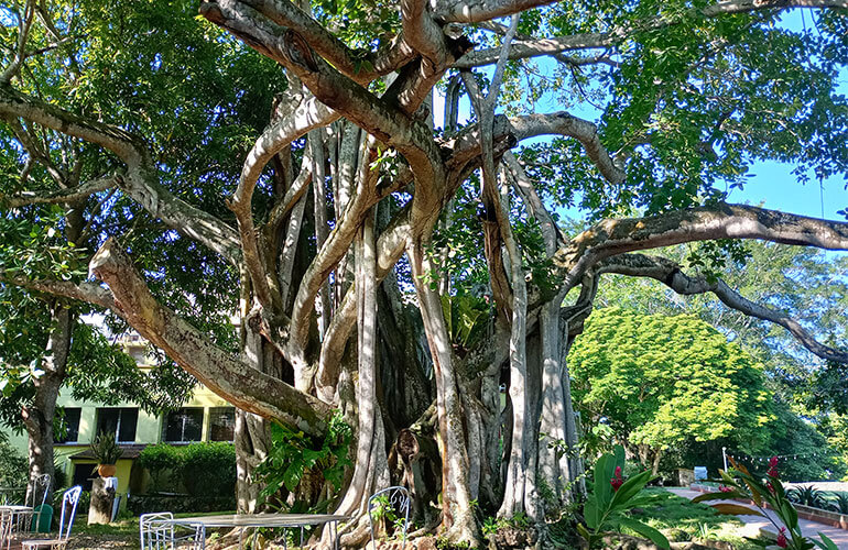Casa-de-Espiritualidad-Villa-Claver-arbol